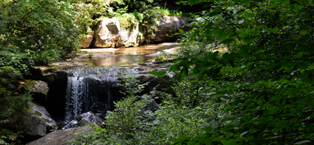 Bear Run, the stream that flows below Fallingwater