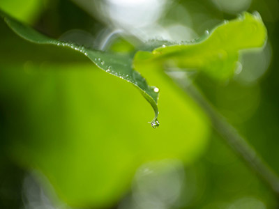 MICRO Dew drop on leaf