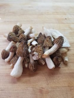 Chef Tom 5_mushrooms