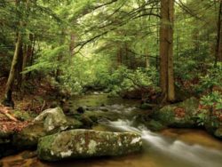 Photo of Bear Run